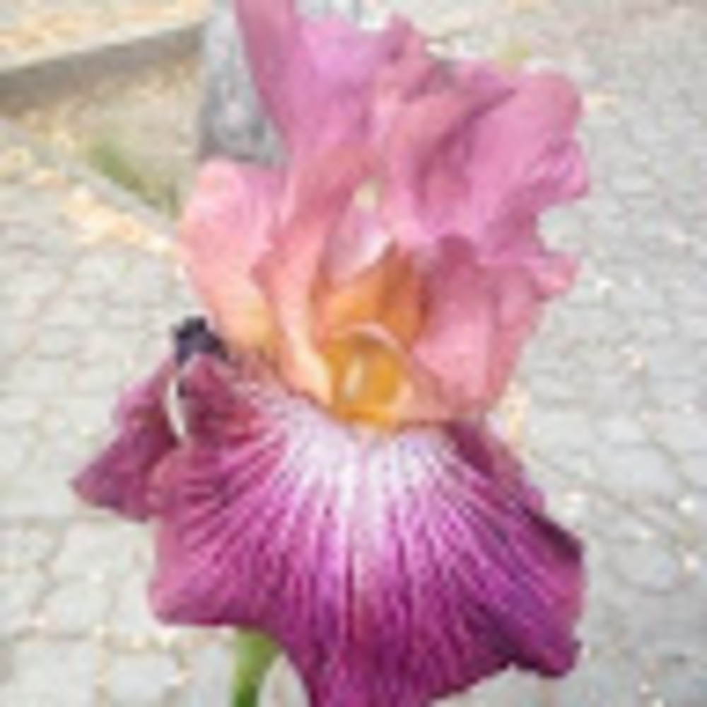 Meet your Posher, Alesia